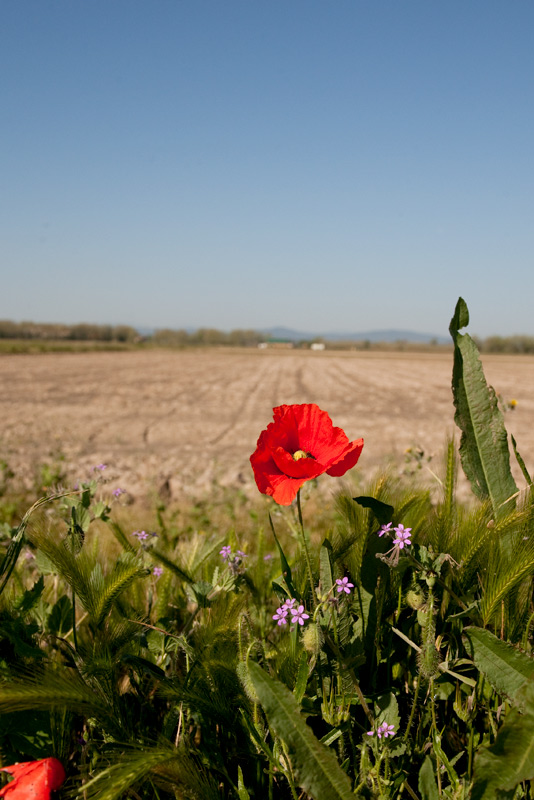 Rosella (Papaver rhoeas)