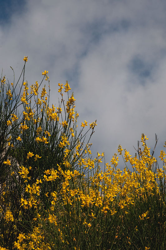 Ginesta (Spartium junceum)