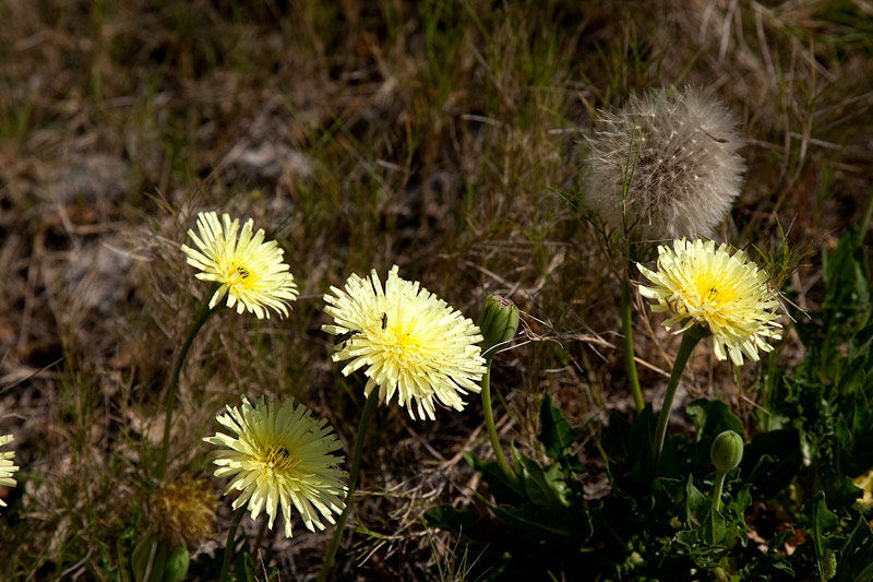 Dent de Lleó (Taraxacum officinale)