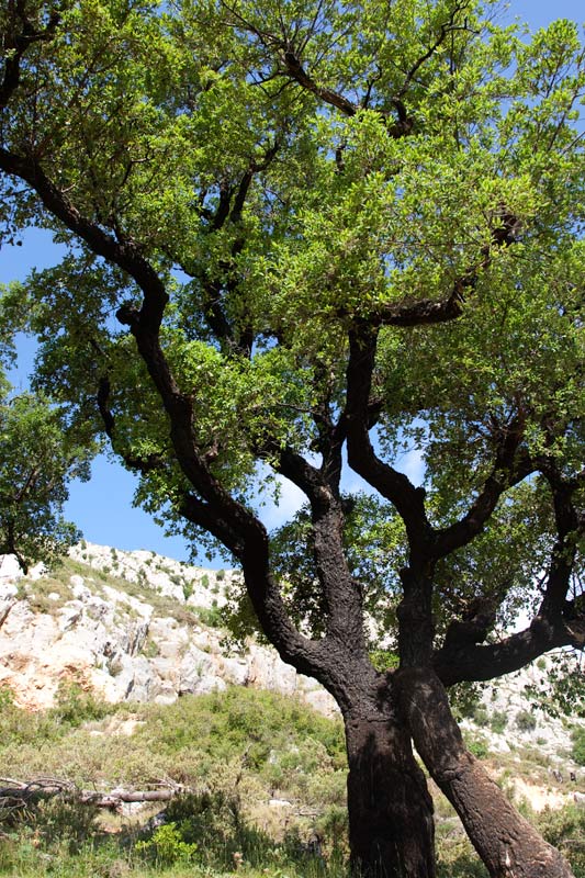 Alzina. (Quercus ilex) 1de2