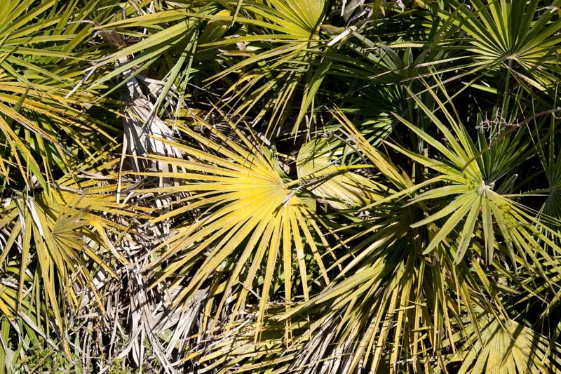 Margalló (Chameorops humilis)