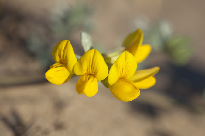 Lotus creticus, inflorescència