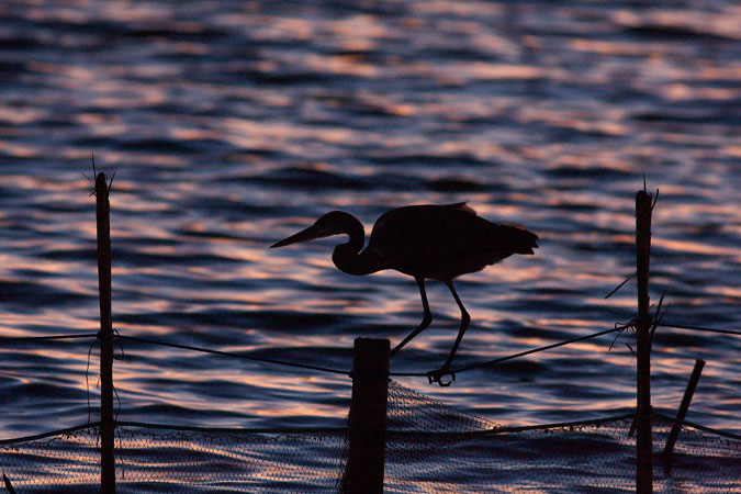 Bernat pescaire i posta de sol