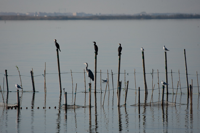 Bernat pescaire (Ardea cinerea)