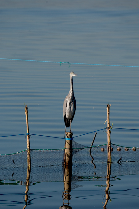 Bernat pescaire (Ardea cinerea)