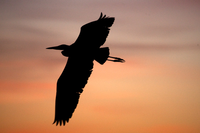 Bernat pescaire (Ardea cinerea)