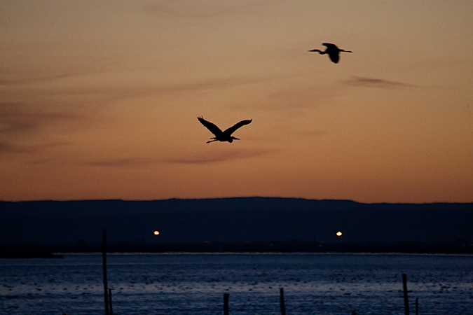 Bernats pescaire (Ardea cinerea)