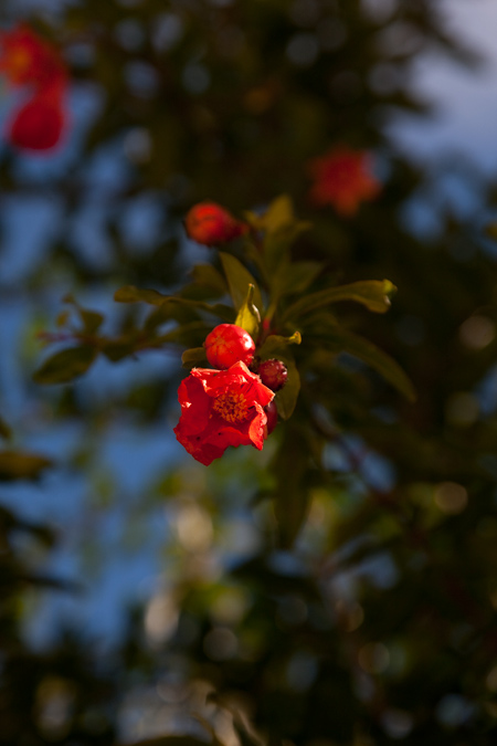 Magraner (Punica granatum)