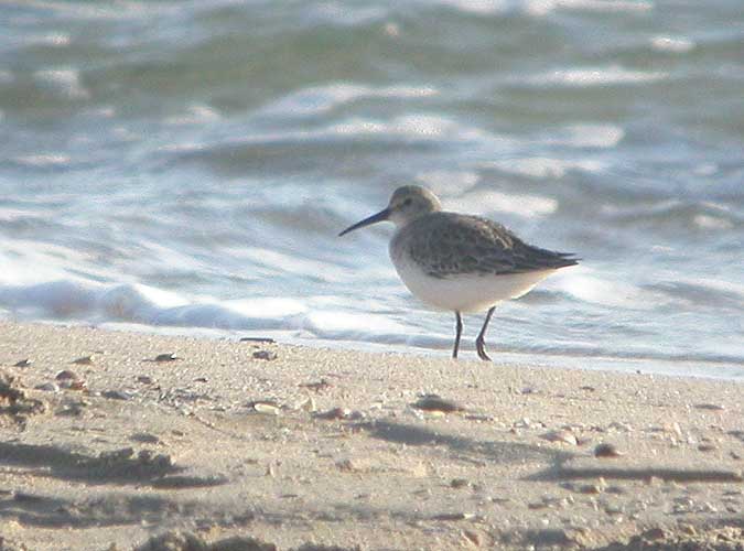 Territ variant, correlimos común (Calidris alpina)