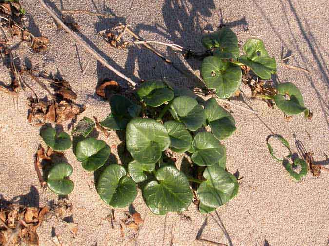 Campaneta de la mar, campanilla de las dunas (Calystegia soldanella (L.) R.Br.)