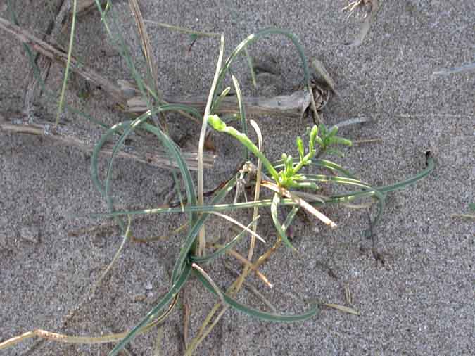 Mansega marina (Cyperus capitatus Vandelli)