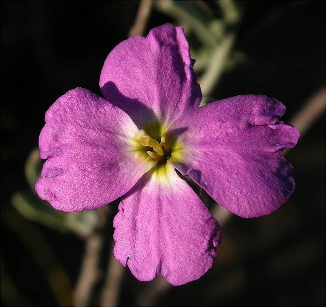 Malcolmia littorea 1/2