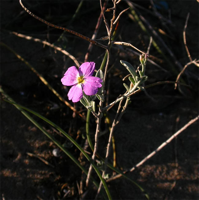 Malcolmia littorea 2/2