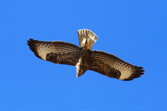 Aligot comú (Buteo buteo)