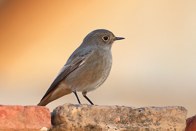 Cotxa fumada femella (Phoenicurus ochrurus)