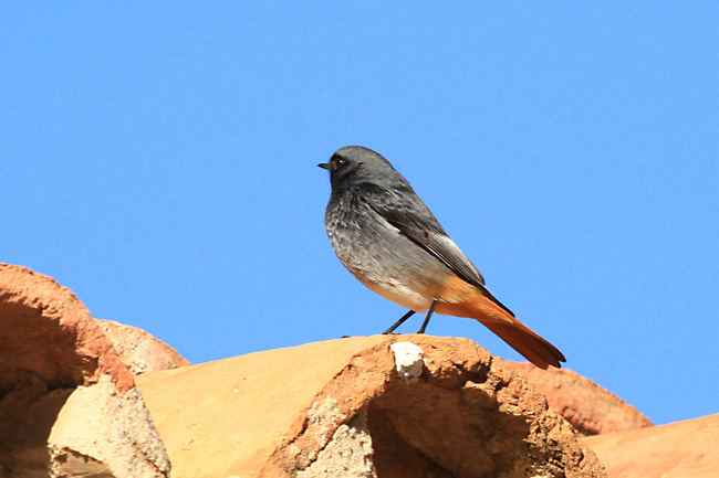 Cotxa fumada mascle (Phoenicurus ochrurus)