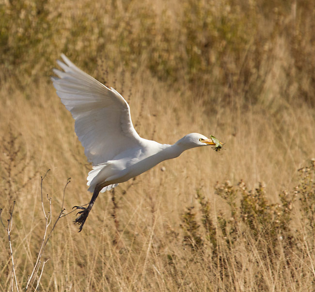 Esplugabous (Bubulcus ibis)