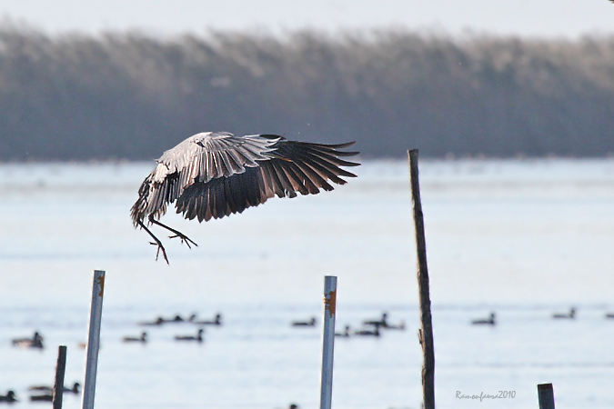 Al vol: Bernat Pescaire