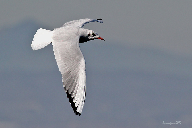 Al vol: Gavina Vulgar a l'Albufera