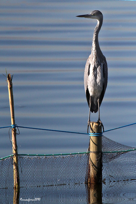 Bernat Pescaire a l'Albufera de València.