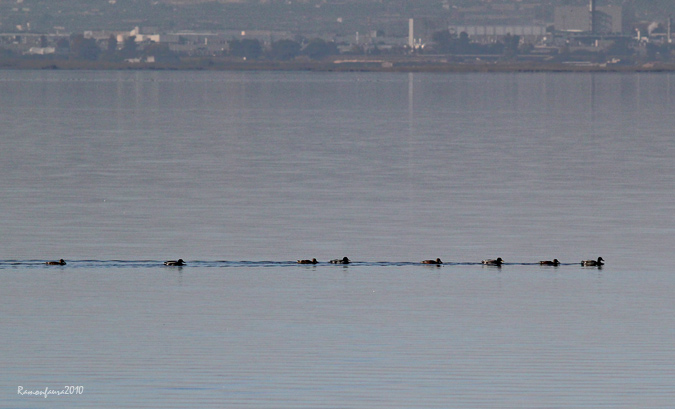 Collverds a l'Albufera de València.