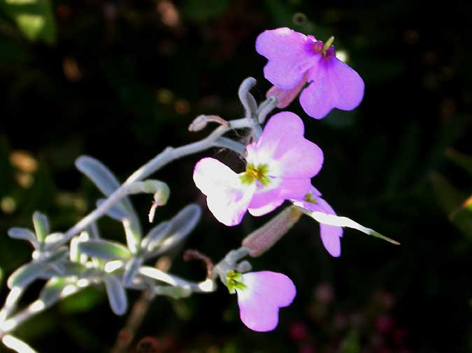 Alhelí de mar (Malcomia littorea)