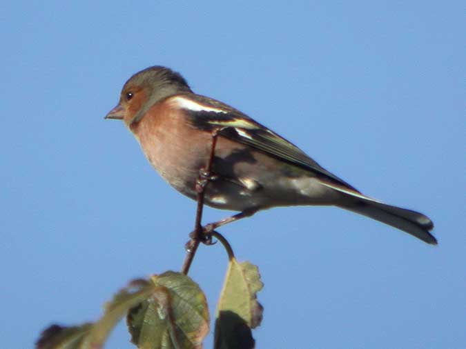 Pinsà  mascle (Fringilla coelebs)