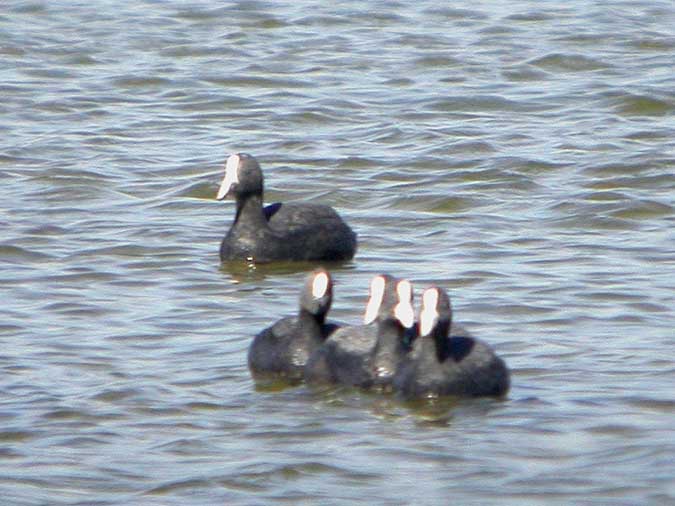 Raro, raro, raro (Fulica atra artificial)