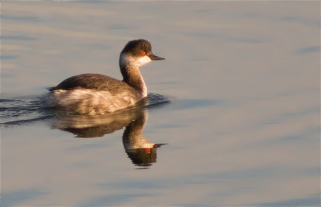 Cabussó coll-negre (Podiceps nigricollis)