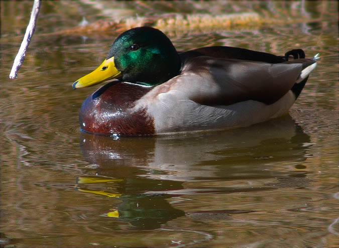 Mascle d'Ànec collverd (Anas platyrhynchos)