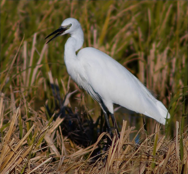 Martinet blanc (Egretta garzetta) 1/2