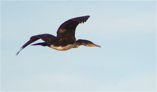 Corb marí gros (Phalacrocorax carbo) 2/2