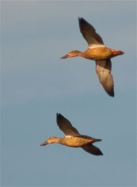 Ànec cullerot (Anas clypeata)