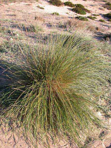 Jonc comú (Scirpus holoschoenus (L.) Sojak)