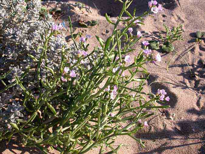 Raba de mar, oruga de mar (Cakile maritima Scop.)