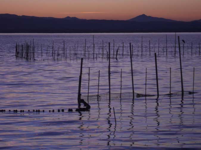 Trasmalls a contrallum, Albufera de Valencia