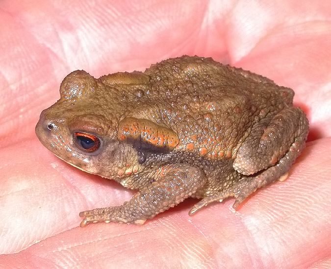 Gripau comú (Bufo bufo)