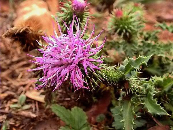 Jasione montana