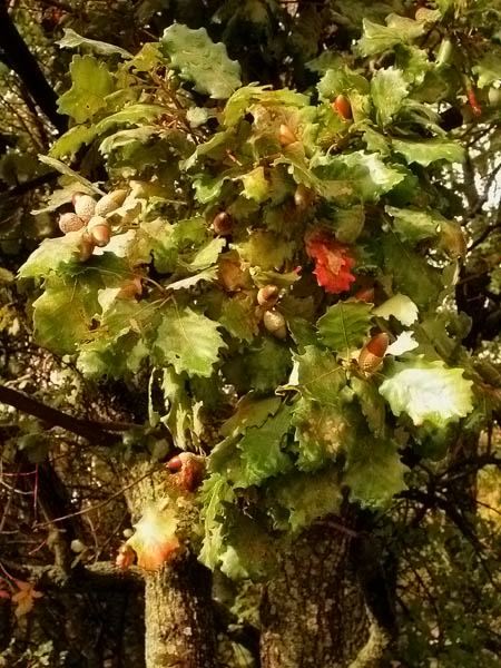 Roure martinenc (Quercus pubescens)