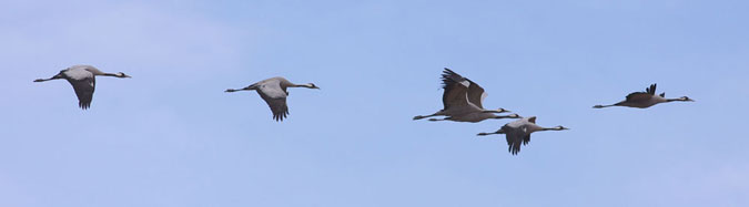 Grues passant