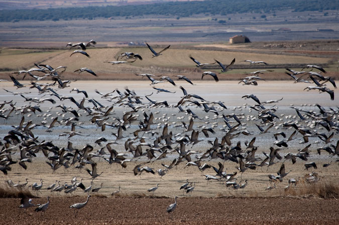 Les Grues de Gallocanta.