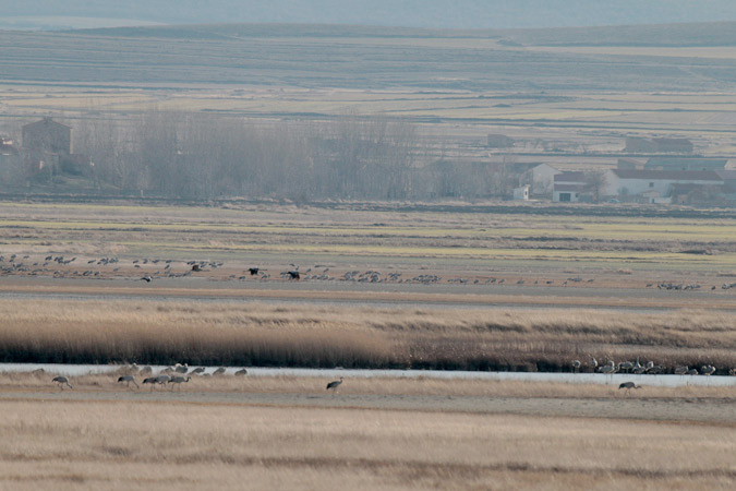 Grues  a la llacuna de Gallocanta