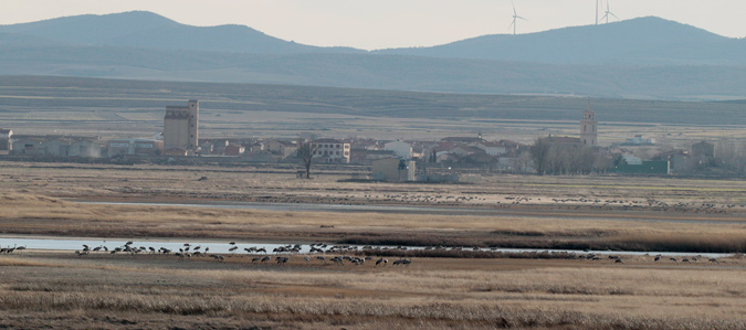 Grues  a la llacuna de Gallocanta