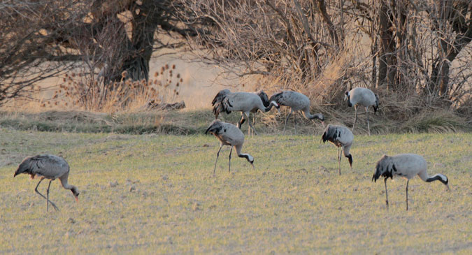 Grues a la llacuna de Gallocanta