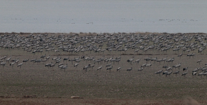 Grues a la llacuna de Gallocanta