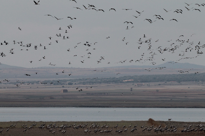 Grues a la llacuna de Gallocanta