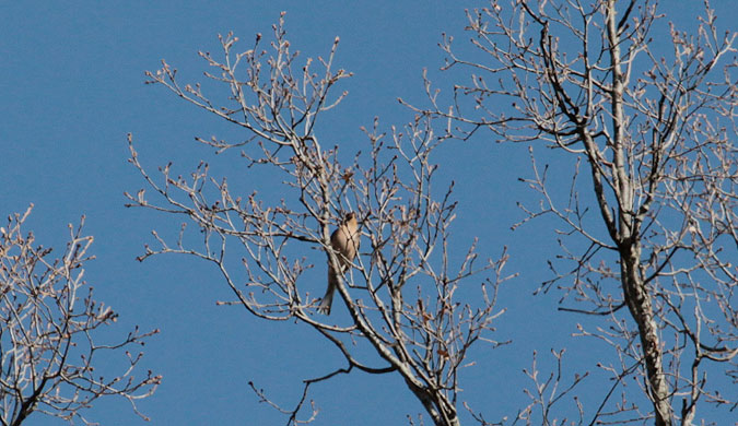 Mallerenga cuallarga (Aegithalos caudatus)