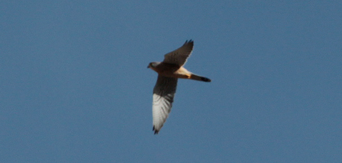 Esparver vulgar (Accipiter nisus)