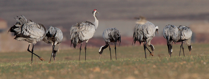 Grues a la llacuna de Gallocanta