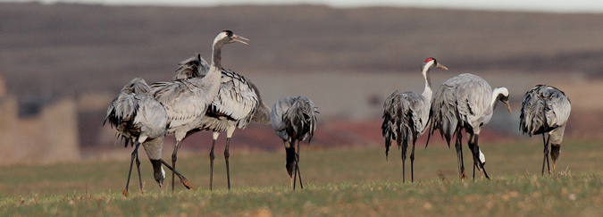 Grues a la llacuna de Gallocanta